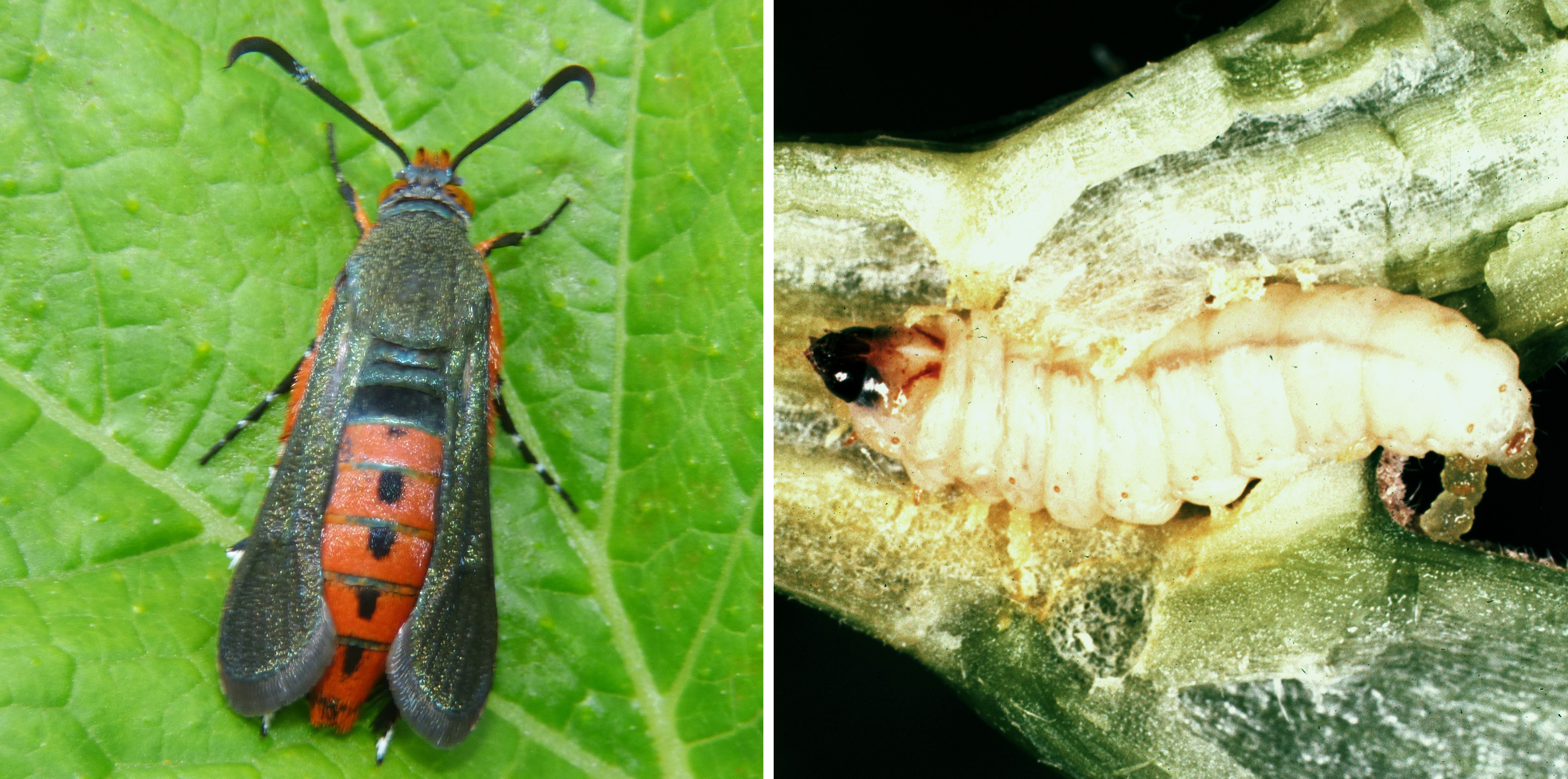 Squash vine borer